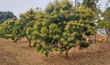 आम की रिकॉर्ड उत्पादन की उम्मीद से उत्साहित हो रहे हैँ किसान, जशपुर की अमराई में आई बौरों की बहार