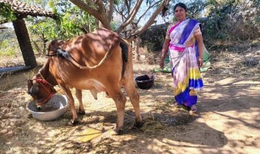 एनडीडीबी डेयरी समग्र विकास योजना से सेंद्रीमुंडा के सरोजनी एक्का को एक साहीवाल नस्ल की गाय और एक साल का दिया गया निःशुल्क