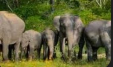 तपकरा के सतपुरिया वन क्षेत्र में वन विभाग के निरंतर बरती जा रही सतर्कता के कारण 73 हाथियों का दल सुरक्षित रूप से कर रही है विचरण