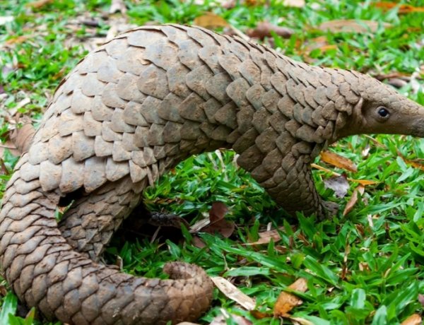 *पेंगोलाइन शल्क की अवैध ख़रीदी-विक्री मैंन लिप्त आरोपी गिरफ्तार*