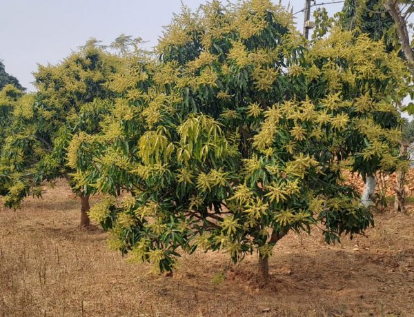 आम की रिकॉर्ड उत्पादन की उम्मीद से उत्साहित हो रहे हैँ किसान, जशपुर की अमराई में आई बौरों की बहार