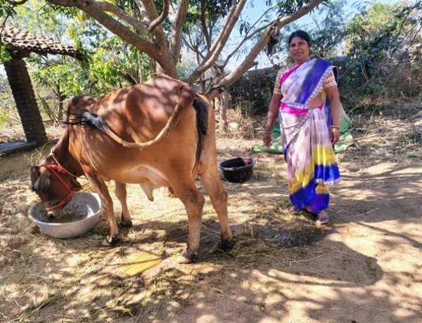 एनडीडीबी डेयरी समग्र विकास योजना से सेंद्रीमुंडा के सरोजनी एक्का को एक साहीवाल नस्ल की गाय और एक साल का दिया गया निःशुल्क