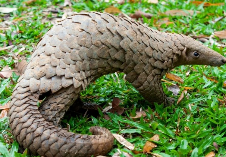 *पेंगोलाइन शल्क की अवैध ख़रीदी-विक्री मैंन लिप्त आरोपी गिरफ्तार*