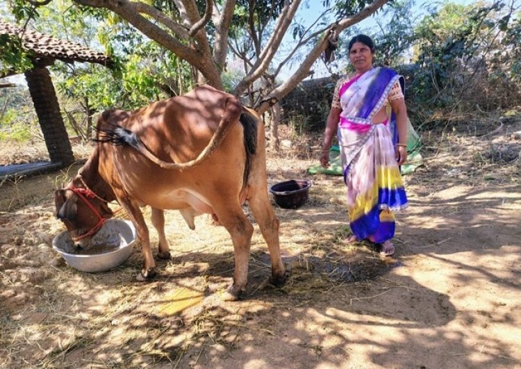 एनडीडीबी डेयरी समग्र विकास योजना से सेंद्रीमुंडा के सरोजनी एक्का को एक साहीवाल नस्ल की गाय और एक साल का दिया गया निःशुल्क
