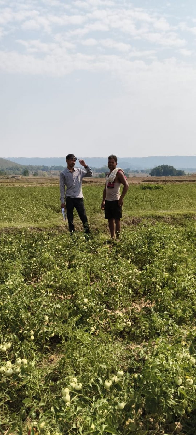 सफलता की कहानी: राष्ट्रीय बागवानी मिशन योजना का किसानों को मिल रहा है लाभ,उन्नत विधि से टमाटर की खेती से किसानों हो रहा है मुनाफा