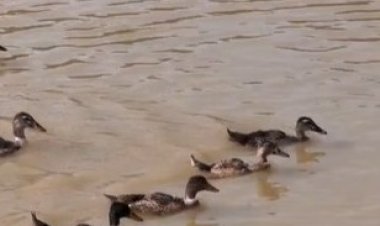 कृषि महाविद्यालय कुनकरी में कृषि क्रांति एक्सपो 2.0 का आयोजन 23 से 25 मार्च तक,मत्स्य,बत्तख और सुकर पालन से बनाएं आय के नये स्रोत