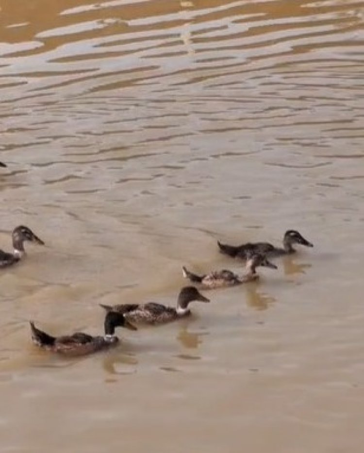 कृषि महाविद्यालय कुनकरी में कृषि क्रांति एक्सपो 2.0 का आयोजन 23 से 25 मार्च तक,मत्स्य,बत्तख और सुकर पालन से बनाएं आय के नये स्रोत