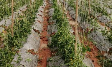 बेमौसम बारिश एवं ओलावृष्टि से फसलों को भारी नुकसान,,बीमा अंतर्गत ऐड - ऑन कराने सलाह