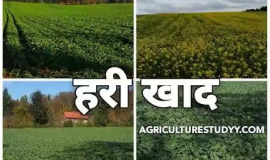 यूरिया खाद का वैकल्पिक खाद के रूप में हरी खाद का करें उपयोग