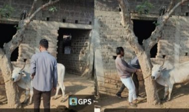 पशु मे बीमारी की लक्षण दिखने पर टोल फ्री नंबर 1962 मे तुरंत सूचना करें,,कुरकुंगा, रजौटी और क़लिबा 129 पशुपालकों के 549 पशुओं का हुआ टीकाकरण,  हुई जाँच,,बैक्टरीरियल नेगेटिव,,