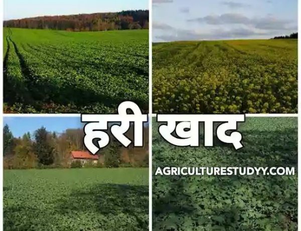 यूरिया खाद का वैकल्पिक खाद के रूप में हरी खाद का करें उपयोग