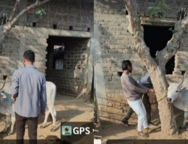 पशु मे बीमारी की लक्षण दिखने पर टोल फ्री नंबर 1962 मे तुरंत सूचना करें,,कुरकुंगा, रजौटी और क़लिबा 129 पशुपालकों के 549 पशुओं का हुआ टीकाकरण,  हुई जाँच,,बैक्टरीरियल नेगेटिव,,