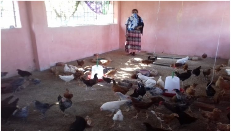 बर्ड फ़्लू की रोकथाम हेतु रेपिड रिपोंस टीम का गठन,कहाँ कहाँ जाएंगे ये टीम पुरी जानने के लिए पढ़ें ....