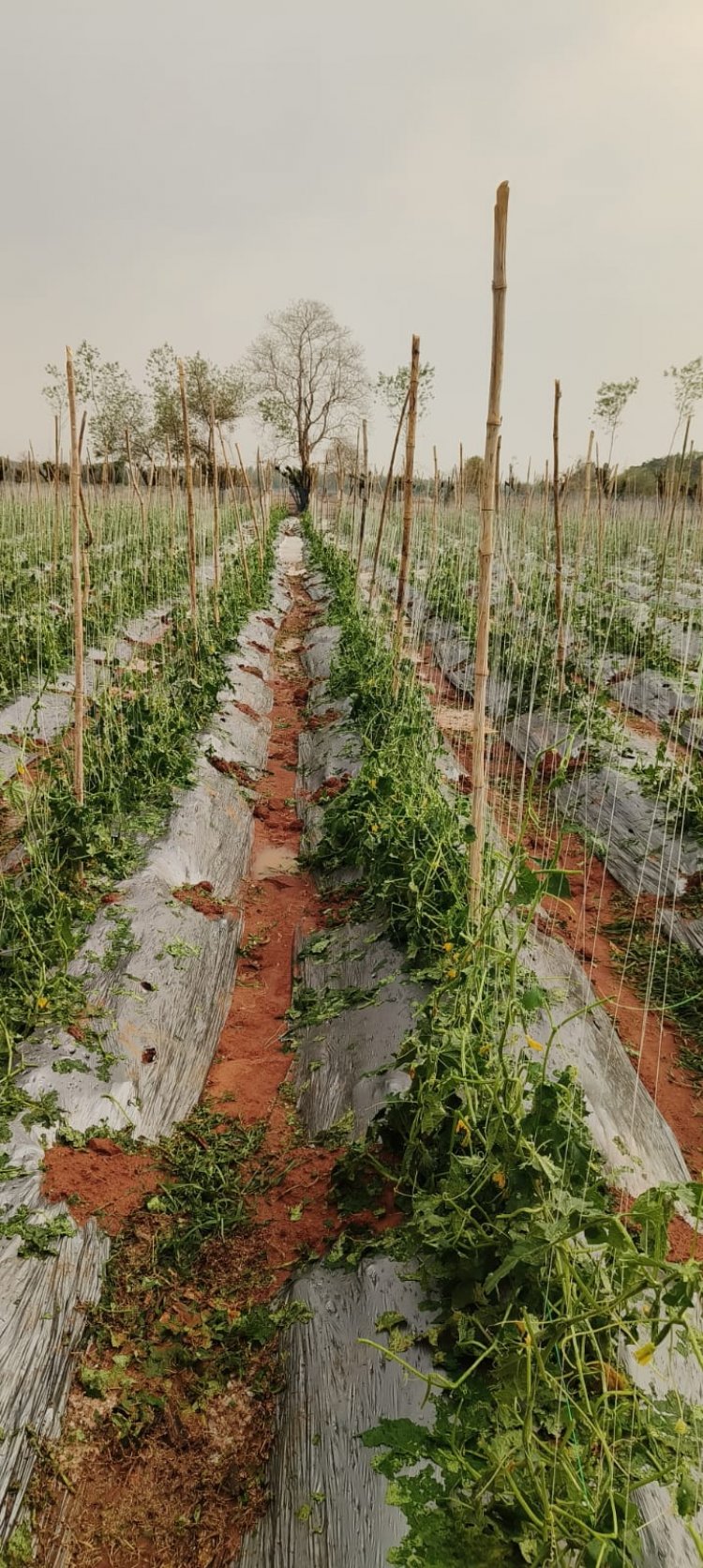 बेमौसम बारिश एवं ओलावृष्टि से फसलों को भारी नुकसान,,बीमा अंतर्गत ऐड - ऑन कराने सलाह