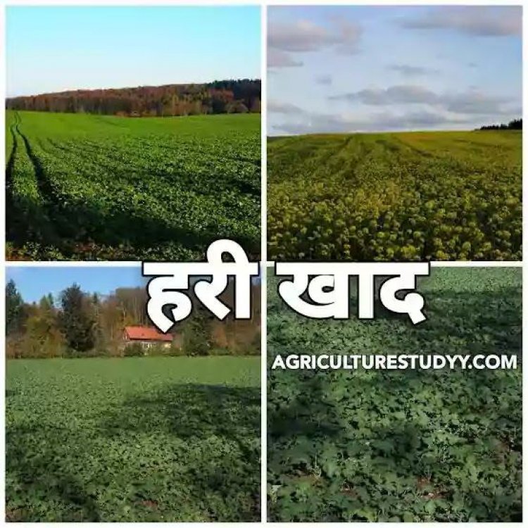 यूरिया खाद का वैकल्पिक खाद के रूप में हरी खाद का करें उपयोग