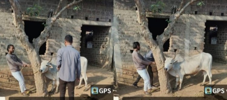 पशु मे बीमारी की लक्षण दिखने पर टोल फ्री नंबर 1962 मे तुरंत सूचना करें,,कुरकुंगा, रजौटी और क़लिबा 129 पशुपालकों के 549 पशुओं का हुआ टीकाकरण,  हुई जाँच,,बैक्टरीरियल नेगेटिव,,