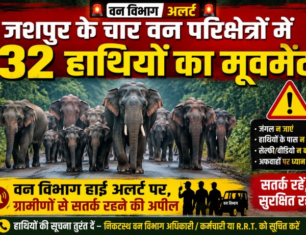 जशपुर के चार वन परिक्षेत्रों में 32 हाथियों का मूवमेंट, वन विभाग हाई अलर्ट पर; ग्रामीणों से सतर्क रहने की अपील