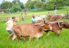 मुख्यमंत्री नहीं, आज खेत में दिखा गांव का अपना किसान… बैलों संग हल चलाते साय ने ताजा कीं पुरानी यादें