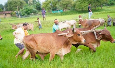 मुख्यमंत्री नहीं, आज खेत में दिखा गांव का अपना किसान… बैलों संग हल चलाते साय ने ताजा कीं पुरानी यादें