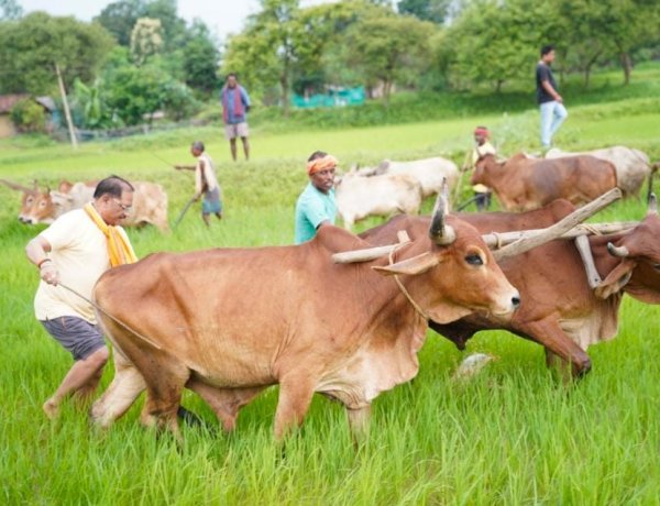 मुख्यमंत्री नहीं, आज खेत में दिखा गांव का अपना किसान… बैलों संग हल चलाते साय ने ताजा कीं पुरानी यादें