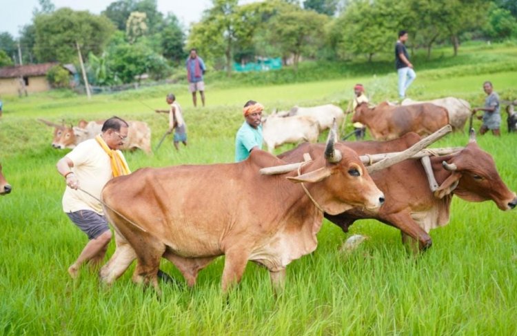 मुख्यमंत्री नहीं, आज खेत में दिखा गांव का अपना किसान… बैलों संग हल चलाते साय ने ताजा कीं पुरानी यादें