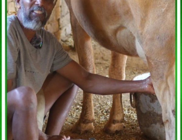 27 गायें, रोज 60 लीटर दूध और मेहनत का जुनून… मधुसुदन भगत ने गौपालन को बनाया मजबूत आय का मॉडल”