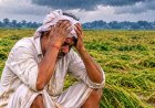 48 घंटे से भी ज्यादा हो रहे अनलिमिटेड बारिश ने किसानों की बढ़ाई चिंता,,खेतोँ में पक रहे धान की फ़सल पर संकट के बादल