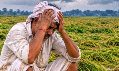 48 घंटे से भी ज्यादा हो रहे अनलिमिटेड बारिश ने किसानों की बढ़ाई चिंता,,खेतोँ में पक रहे धान की फ़सल पर संकट के बादल